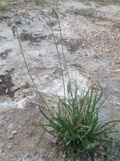 Plantago linearis, photographed by Oscar C. González Martínez