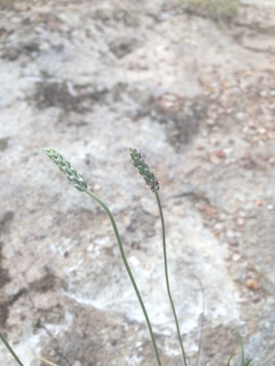 Plantago linearis, photographed by Oscar C. González Martínez