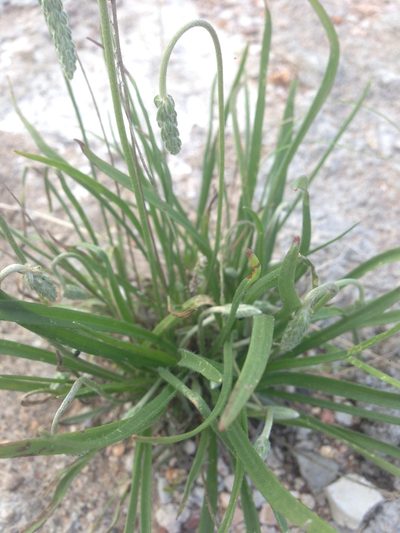 Plantago linearis, photographed by Oscar C. González Martínez