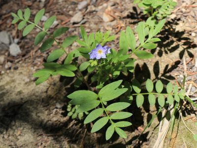 Polemonium californicum, photographed by Paul McClellan