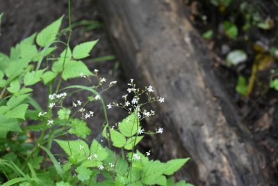 Boykinia occidentalis, photographed by Thompson Hyggen
