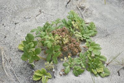 Glehnia littoralis, photographed by Thompson Hyggen