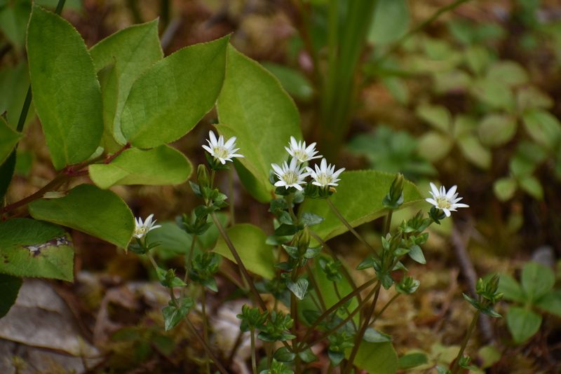 Gentiana douglasiana, photographed by Thompson Hyggen