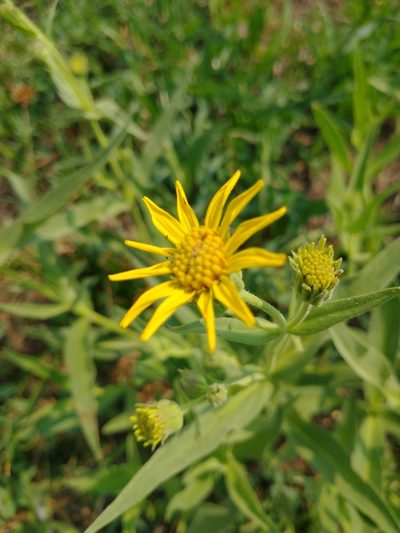 Arnica longifolia, photographed by Drew Meyer