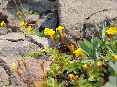 Erythranthe primuloides, photographed by Drew Meyer