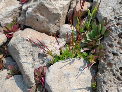 Epilobium anagallidifolium, photographed by Drew Meyer
