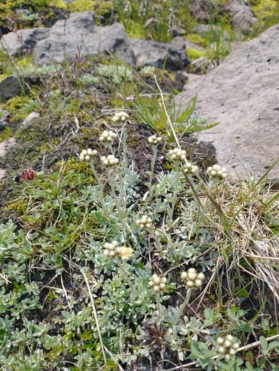 Antennaria media, photographed by Drew Meyer