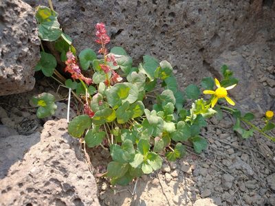 Senecio fremontii, photographed by Drew Meyer
