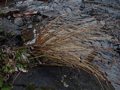 Chionochloa rubra, photographed by Javier