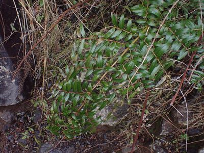 Coriaria pteridoides, photographed by Javier