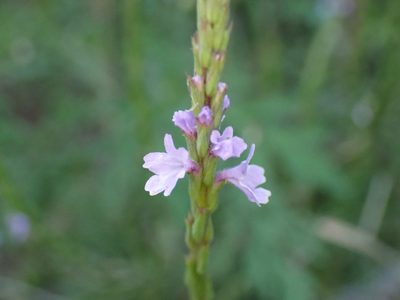 Verbena simplex, photographed by Cole Shoemaker