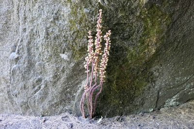 Pterospora andromedea, photographed by Joseph Rojas