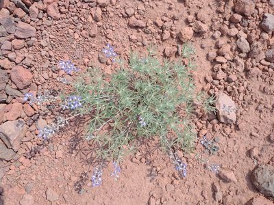 Lupinus argenteus, photographed by Drew Meyer