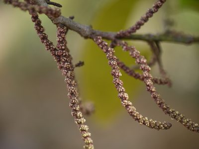 Aporosa cardiosperma, photographed by Dinesh Valke