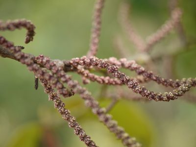 Aporosa cardiosperma, photographed by Dinesh Valke