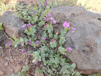 Epilobium obcordatum, photographed by Drew Meyer