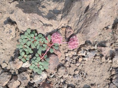 Cistanthe umbellata, photographed by Drew Meyer