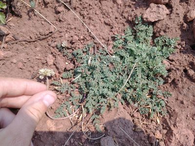 Cymopterus nivalis, photographed by Drew Meyer