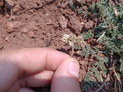Cymopterus nivalis, photographed by Drew Meyer