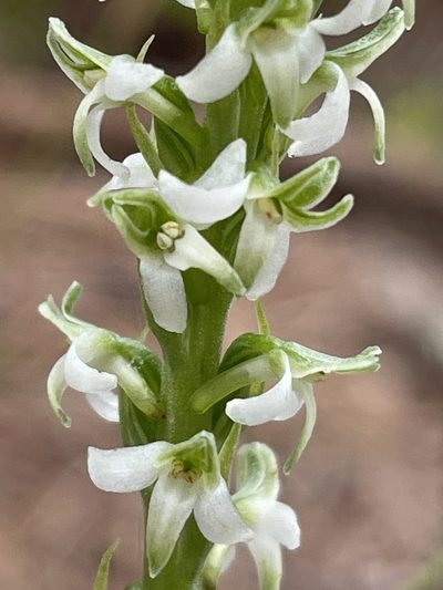 Platanthera yadonii, photographed by Irene