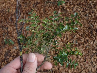 Nothofagus menziesii, photographed by Javier