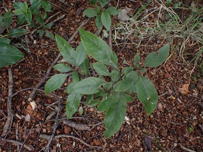 Coprosma tenuifolia, photographed by Javier