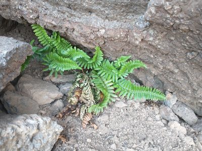 Polystichum scopulinum, photographed by Drew Meyer