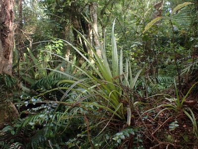 Astelia microsperma, photographed by Javier