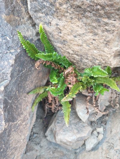 Polystichum kruckebergii, photographed by Drew Meyer