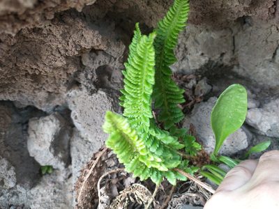 Polystichum scopulinum, photographed by Drew Meyer