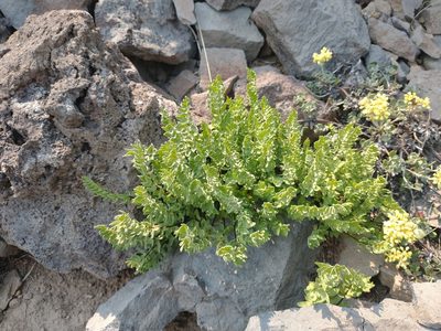 Kirkpatrickia breweri, photographed by Drew Meyer
