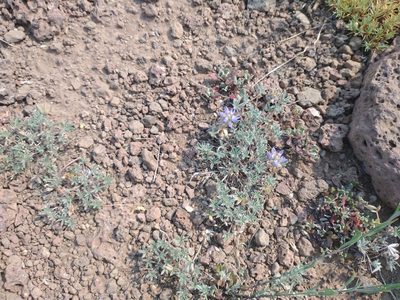 Lupinus lepidus, photographed by Drew Meyer