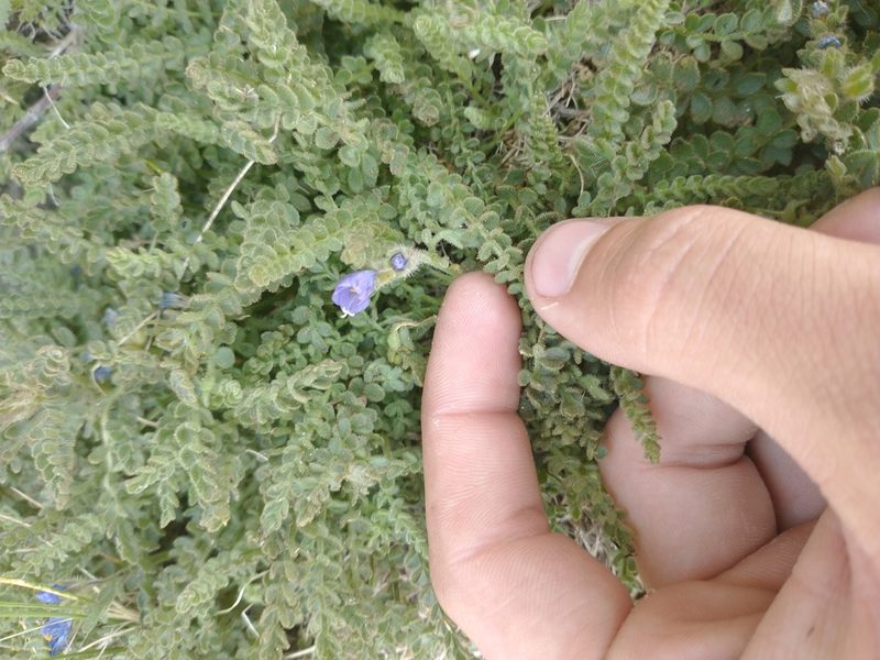 Polemonium viscosum, photographed by Drew Meyer