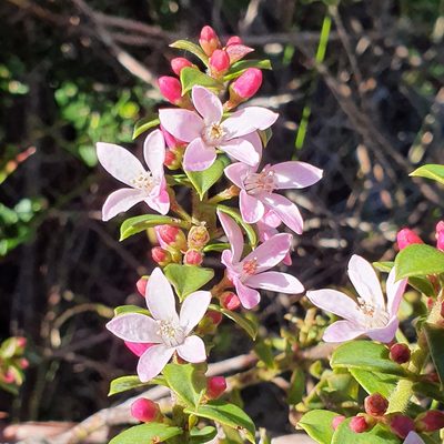 Philotheca buxifolia, photographed by ronavery