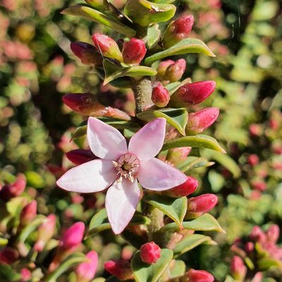 Philotheca buxifolia, photographed by ronavery