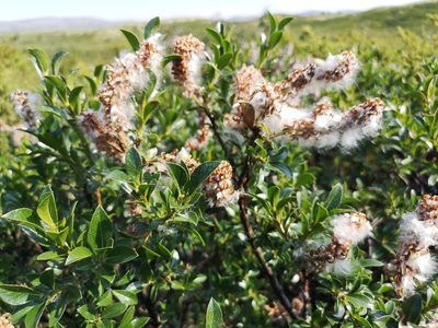 Salix myrsinites, photographed by Jens-Christian Svenning