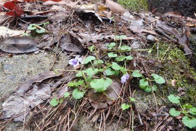Viola perreniformis, photographed by Colin Meurk