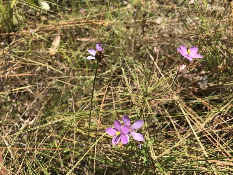 Byblis filifolia, photographed by Miguel de Salas
