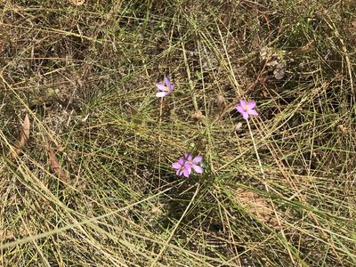 Byblis filifolia, photographed by Miguel de Salas