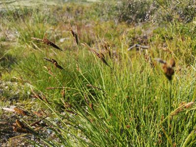Carex nigra, photographed by Jens-Christian Svenning