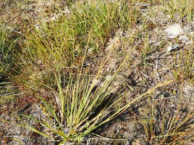 Carex canescens, photographed by Jens-Christian Svenning