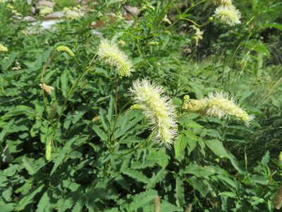 Sanguisorba dodecandra, photographed by Marco Mussita