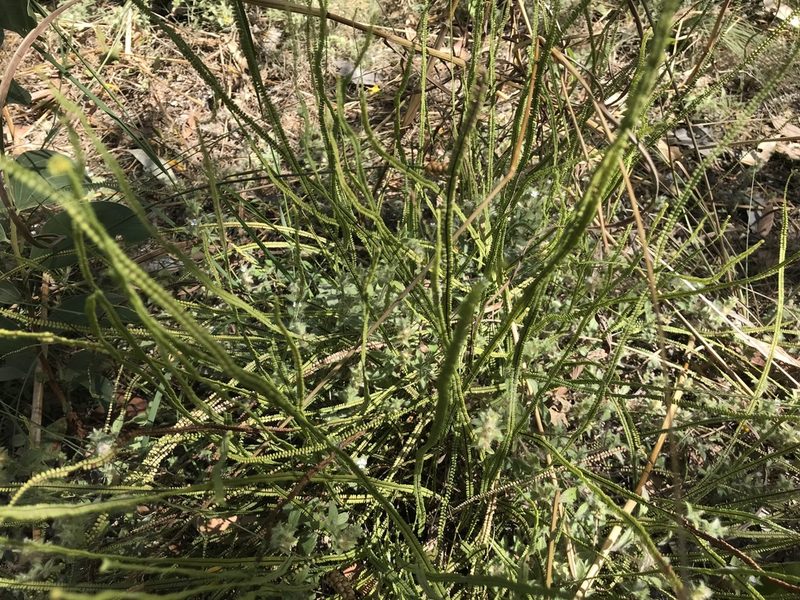 Pteris platyzomopsis, photographed by Miguel de Salas