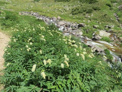 Sanguisorba dodecandra, photographed by Marco Mussita