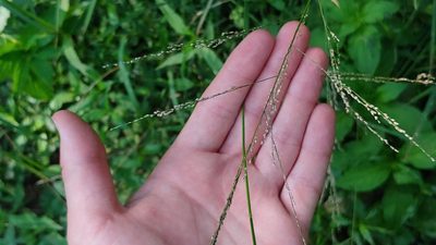 Glyceria striata, photographed by Ryan Sorrells