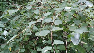 Lonicera reticulata, photographed by Ryan Sorrells