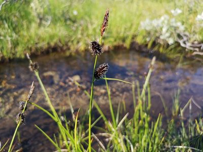 Carex saxatilis, photographed by Jens-Christian Svenning