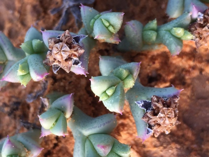 Ruschia laxipetala, photographed by Brian du Preez