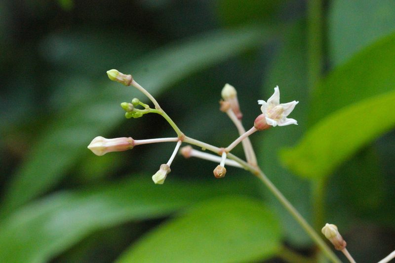 Pottsia laxiflora, photographed by Agnes Trekker