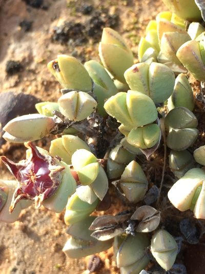 Braunsia geminata, photographed by Brian du Preez